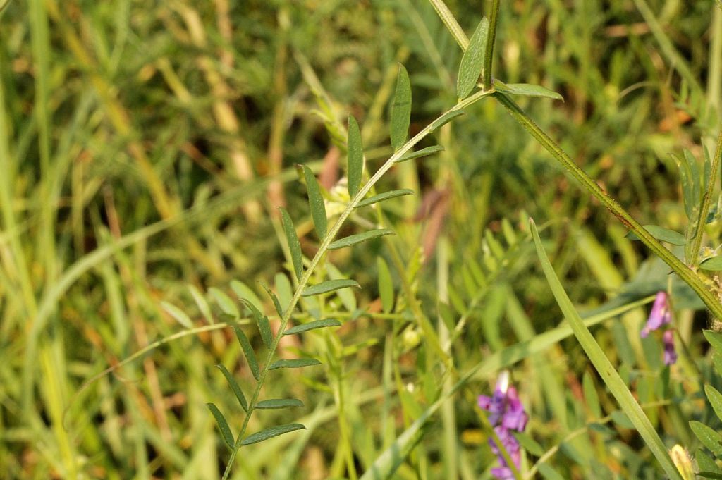 Vicia cracca e Vicia villosa